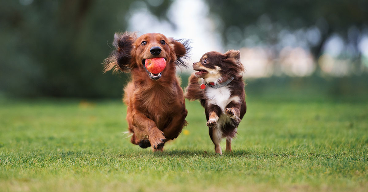 Happy dog playing in a Las Vegas park
